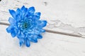 Blue chrysanthemum over white wooden background Royalty Free Stock Photo