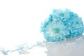 Blue chrysanthemums Royalty Free Stock Photo