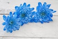 Blue chrysanthemums over white wooden background Royalty Free Stock Photo