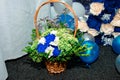 Blue chrysanthemums, white daisies, greens and small purple flowers in a wicker basket on a background of balloons. Royalty Free Stock Photo