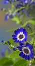 Blue cineraria flowers Royalty Free Stock Photo