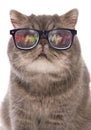 Blue classic tabby exotic shorthair with raving glasses