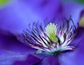 Blue Clematis