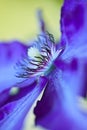 Blue Clematis Royalty Free Stock Photo