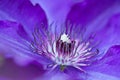 Blue Clematis Royalty Free Stock Photo