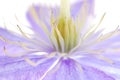 Blue clematis Royalty Free Stock Photo