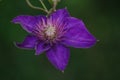 blue Clematis alpina