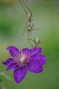 blue Clematis alpina