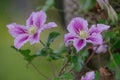 blue Clematis alpina