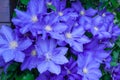 Blue clematis Royalty Free Stock Photo