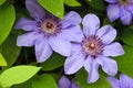 Blue clematis flowers