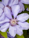 Blue clematis flowers