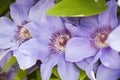 Blue clematis flowers