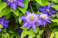 Clematis