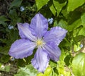 Blue Clematis with Forget me nots