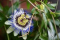 Blue climbing passionflower, close-up - Passiflora caerulea Royalty Free Stock Photo