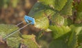 Blue clip used to hold two wires together Royalty Free Stock Photo