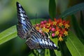 Blue Clipper Butterfly Royalty Free Stock Photo