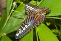 Blue Clipper Butterfly(Parthenos sylvia lilacinus) Royalty Free Stock Photo