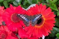 Blue Clipper Butterfly on Red Barberton Daisy