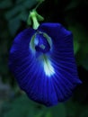 Blue Clitoria Ternatea FlowerClose-up with Natural Background Royalty Free Stock Photo