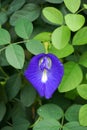 Blue Clitoria ternatea flower in nature garden