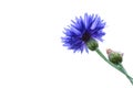 Blue closeup cornflower isolated on white