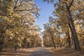 Blue sky over the road in a autumn forest Royalty Free Stock Photo