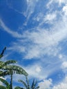 Blue clouds, clear sky Banana tree,wind Royalty Free Stock Photo