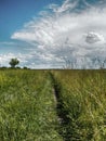 Road in a green field