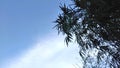 Blue cloudy sky with bamboo leafs