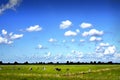 Blue cloudy sky with cows Royalty Free Stock Photo