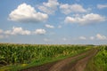 Blue cloudy sky over green field with old dirty road. Royalty Free Stock Photo