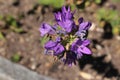 Blue `Clustered Bellflowers` - Campanula Glomerata