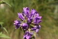 Blue `Clustered Bellflowers` - Campanula Glomerata