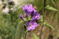 Blue `Clustered Bellflowers` - Campanula Glomerata