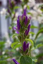 Blue Clustered Bellflowers or Danes Blood in St. Gallen, Switzerland. Its Latin name is Campanula Glomerata Syn