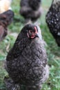 Blue Cochin Hen Royalty Free Stock Photo