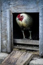 Blue or Rooster standing in a chicken coop door opening Royalty Free Stock Photo