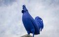 Blue Cockerel Royalty Free Stock Photo