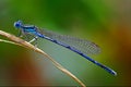 Blue Coenagrionidae Royalty Free Stock Photo