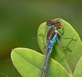 Blue Coenagrionidae on leaf Royalty Free Stock Photo