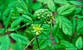 Blue cohosh in bloom Royalty Free Stock Photo