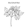 Blue cohosh Caulophyllum thalictroides , medicinal plant Royalty Free Stock Photo