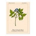 Blue cohosh Caulophyllum thalictroides , medicinal plant Royalty Free Stock Photo