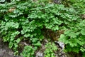 Blue Cohosh (Caulophyllum thalictroides) plants growing along hiking trail at Nottawasaga Bluffs