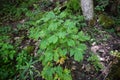 Blue Cohosh. Royalty Free Stock Photo