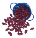 Blue Colander Full of Kidney Beans