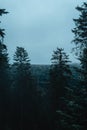 Blue cold evening in the mountains with fir forest during winter Royalty Free Stock Photo