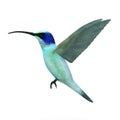 Blue colibri bird